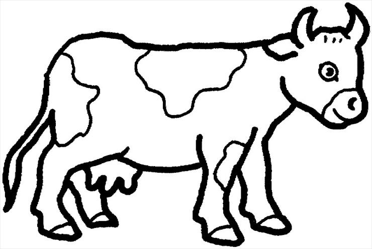 ZWIERZĘTA - krowa.jpg