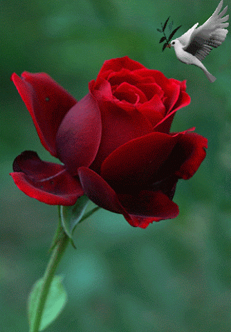 GALERIA...RÓŻE - róża mewa figg.gif