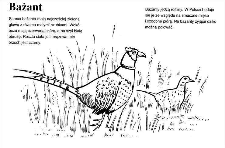 Ptaki - BAŻANT0001.tif