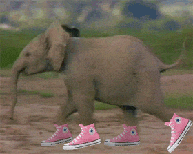 Coś wesołego - Słoń w butach.gif