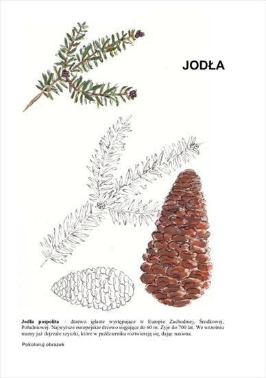drzewa - schemat_Joda.JPG
