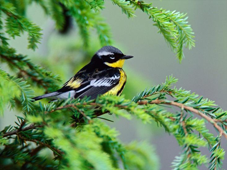 an5 - Male Magnolia Warbler.jpg