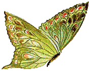 motyle i owady - btterfly089.gif