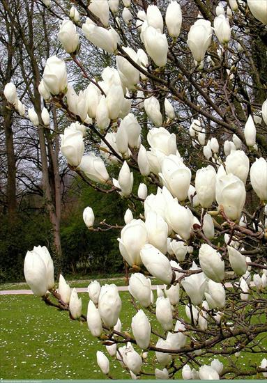 Magnolie  - magnolia - Alba.png