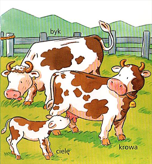 wieś - zwierzęta gospodarskie - Krowa 1.jpg
