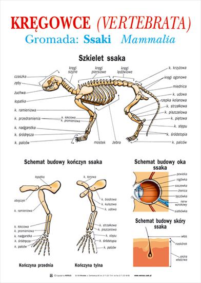 Tablice  - 10 kregowce - gromada ssaki szkielet.jpg