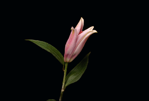 Gify-Kwiaty - lilja animation rozowa rozwijajaca sie8_55.gif