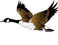 Ptaki - uccello012.gif